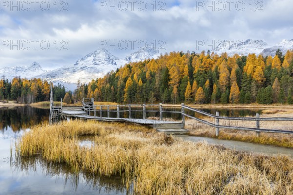 Lake Stazer in front of mountain peaks with snow, mixed forest with larch (Larix) in autumn, wooden walkway, reflection, autumn, Piz Albana, Piz Julier, Piz Nair, Piz Polaschin, Celerina/Schlarigna, Engadin, Graubünden, Switzerland