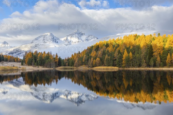 Lake Stazer in front of mountain peaks with snow, mixed forest with larch (Larix) in autumn color, reflection, autumn, Piz Albana, Piz Julier, Piz Polaschin, Celerina/Schlarigna, Engadin, Graubünden, Switzerland