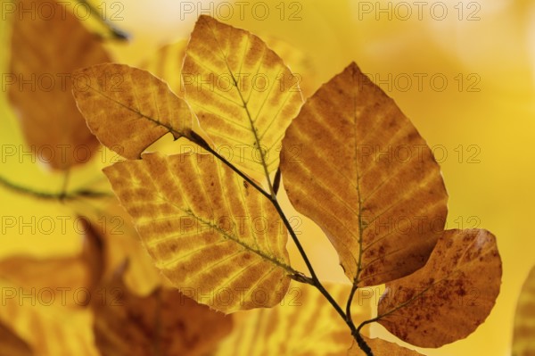 Yellow-brown colored beech leaves, autumn, Stuttgart, Germany