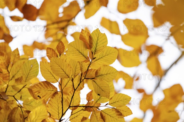 Yellow-colored beech leaves, autumn, Stuttgart, Germany