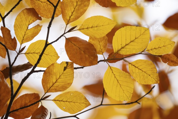 Yellow-brown colored beech leaves against white background, autumn, Stuttgart, Germany