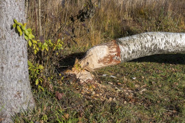 A birch tree felled by a beaver lies in an autumn forest, near Buching, Ostallgäu, Allgäu, Bavaria, Germany
