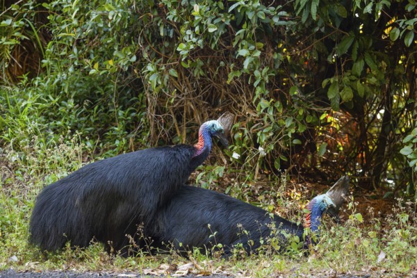 Mating behavior of helmet cassowaries in the Queensland rainforest Australia