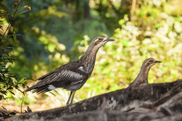 Long-tailed weet Burhinus grallarius in the forest, Queensland Australia