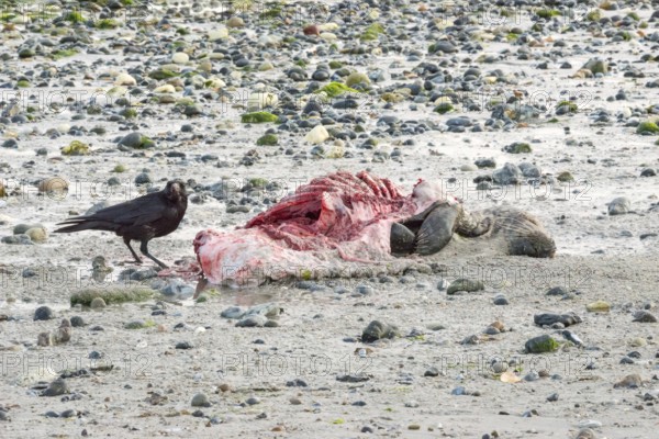 A crow (Corvus corone), carrion crow, crow stands on a quiet, rocky sandy beach with green algae and eats from a dead grey seal (Halichoerus grypus) with a broken body and visible red meat and rib bones, bloody beak, piece of carrion, washed up carcass with a full head and closed eyes, disgust, carrion eaters, eating, behavior, low tide, coast, shore, coastline, body of water, North Sea, Dune island, Heligoland, Pinneberg district, Schleswig-Holstein, Germany