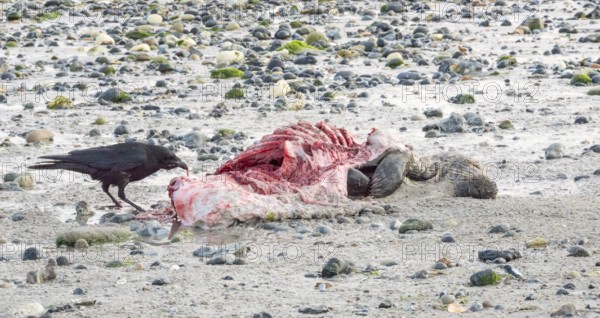 A crow (Corvus corone), carrion crow, crow stands on a quiet, rocky sandy beach with green algae and pecks at a dead grey seal (Halichoerus grypus) with a broken body and visible red meat and rib bones, piece of carrion, washed up carcass with a full head and closed eyes, scavenger, transient, died, dying, illness, sick, coast, shoreline, body of water, North Sea, Dune island, Heligoland, Pinneberg district, Schleswig-Holstein, Germany