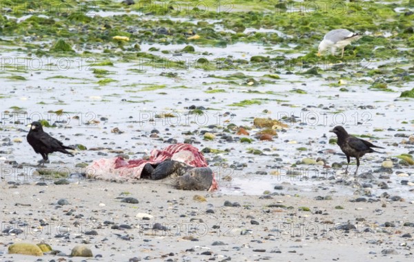 Two crows (Corvus corone), carrion crows, crows and a herring gull (Larus argentatus) stand on a quiet, rocky sandy beach with green algae and look at a dead grey seal (Halichoerus grypus) with a broken body and visible red meat and rib bones, carrion, washed up carcass with a full head and closed eyes, aseater, gruesome, repulsive, perishable, dying, illness, sick, North Sea, Dune island, Heligoland, Pinneberg district, Schleswig-Holstein, Germany