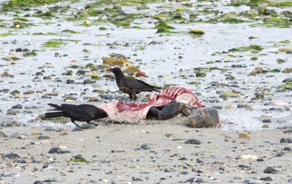Two crows (Corvus corone), carrion crows, crows stand on a quiet, rocky sandy beach with green algae and peck at a dead grey seal (Halichoerus grypus) with a broken body and visible red meat and rib bones, piece of carrion, washed up carcass with a full head and closed eyes, scavenger, eating, behavior, low tide, creepy, unpleasant, nature, ephemeral, dying, North Sea, Dune island, Heligoland, Pinneberg district, Schleswig-Holstein, Germany