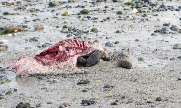 A dead grey seal (Halichoerus grypus) with broken body and visible red flesh and rib bones lies on a quiet, rocky sandy beach, death, disgust, creepy, unpleasant, gruesome, repulsive, nature, transience, died, die, illness, piece of carrion, washed up carcass with full head and closed eyes, ebb, coast, shore, coastline, body of water, North Sea, Dune island, Heligoland, Pinneberg district, Schleswig-Holstein, Germany