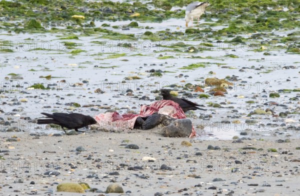 Two crows (Corvus corone), carrion crows, crows stand on a quiet, rocky sandy beach with green algae and peck at a dead grey seal (Halichoerus grypus) with broken body and visible red meat and rib bones, piece of carrion, washed up carcass with full head and closed eyes, scavenger, creepy, gruesome, repulsive, transient, died, illness, sick, body of water, North Sea, Dune island, Heligoland, Pinneberg district, Schleswig-Holstein, Germany