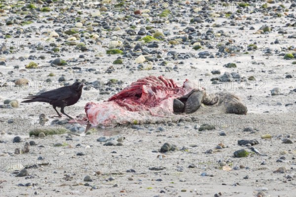 A crow (Corvus corone), carrion crow, crow stands on a quiet, stony sandy beach with green algae and eats from a dead grey seal (Halichoerus grypus) with a broken body and visible red meat and rib bones, bloody beak, piece of carrion, washed up carcass with a full head and closed eyes, repulsive aseaters, eating, behavior, low tide, coast, shore, coastline, body of water, North Sea, Dune island, Heligoland, Pinneberg district, Schleswig-Holstein, Germany