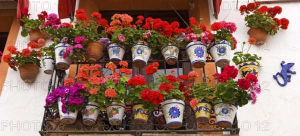 Flower pots, house wall, window, eye-catcher, old town, Altea, Valencia, Costa Blanca, Spain