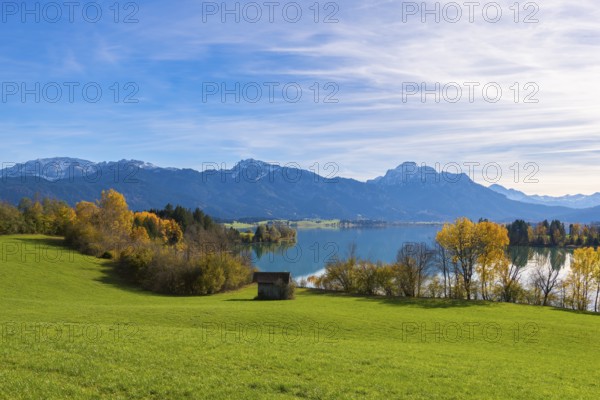 Landscape with green meadow, Forggensee and mountains, surrounded by autumn trees, near Roßhaupten, Ostallgäu, Allgäu, Bavaria, Germany