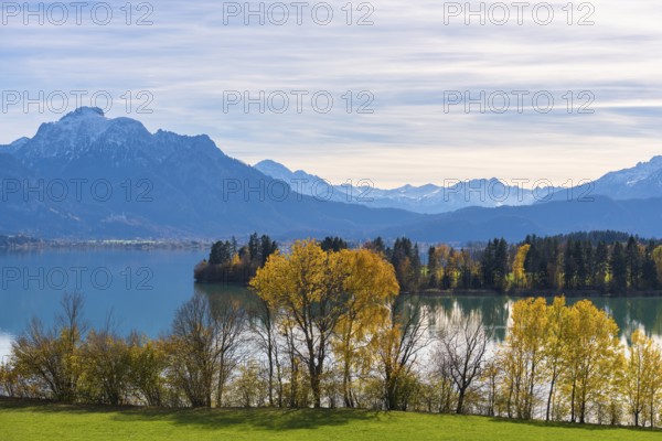 View of quiet Forggensee with mountains in the background, autumn trees on the shore, near Roßhaupten, Ostallgäu, Allgäu, Bavaria, Germany