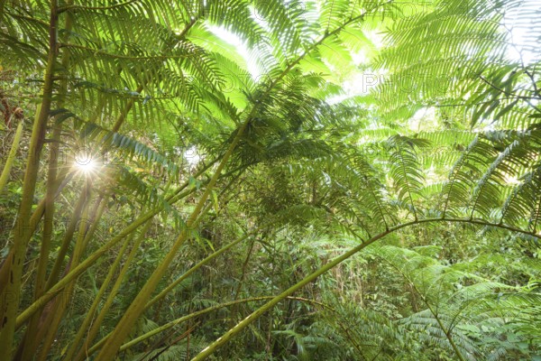 The impressive royal fern Angiopteris evecta in the tropical rainforest illuminated by the sun, Queensland, Australia