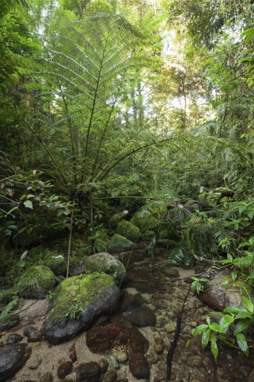 The impressive royal fern Angiopteris evecta in the tropical rainforest of Queensland on the Goldfield Track, Australia