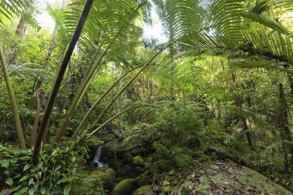 The impressive royal fern Angiopteris evecta in the tropical rainforest of Queensland on the Goldfield Track, Australia