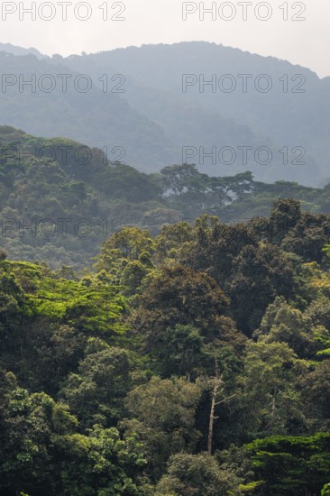 Landscape with tropical mountain rain forest, hills and treetops, Bwindi Impenetrable Forest, Uganda
