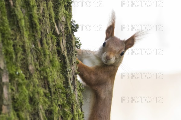 A curious squirrel (Sciurus vulgaris) looks out from behind a moss-covered tree, Hesse, Germany