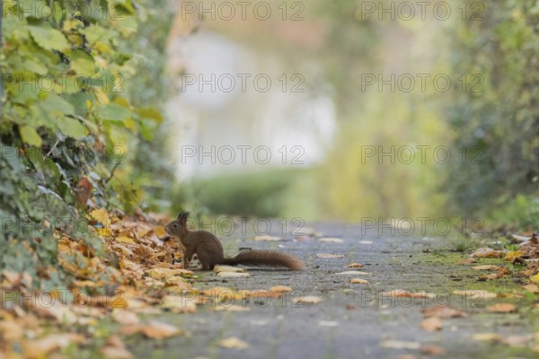 A squirrel (Sciurus vulgaris) sits on a path covered with leaves, surrounded by autumn colors, Hesse, Germany