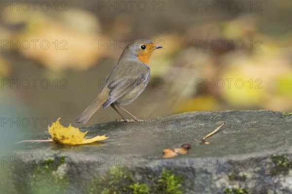 A robin (Erithacus rubecula) stands on a stone with autumn leaves and moss, Hesse, Germany