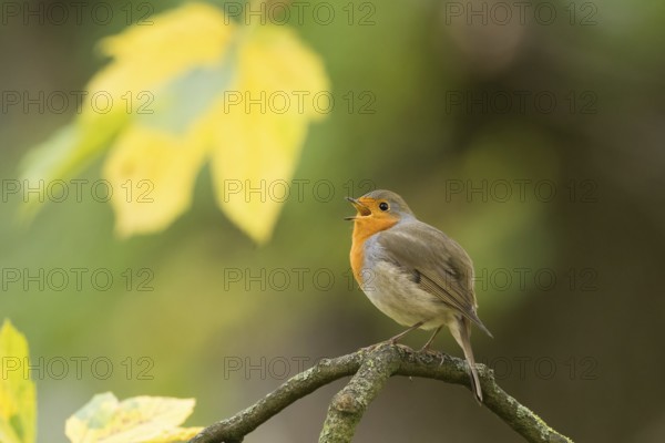 A robin (Erithacus rubecula) calls on a tree branch against a backdrop of yellow autumn leaves, Hesse, Germany