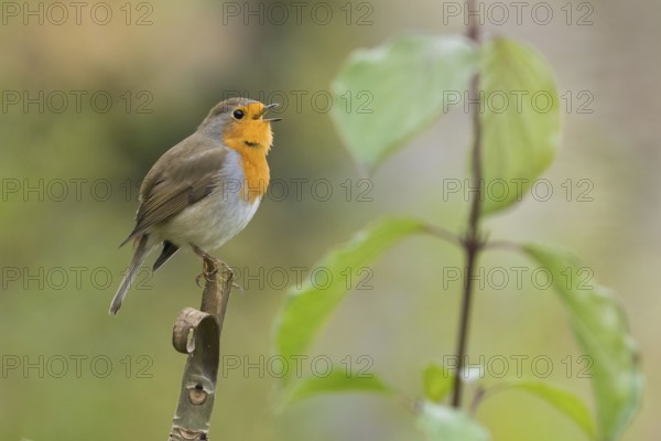 A robin (Erithacus rubecula) sits on a branch and sings surrounded by green leaves in an autumnal atmosphere, Hesse, Germany
