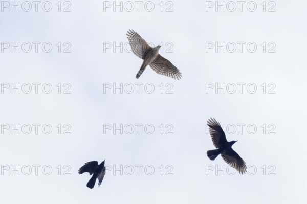 Two crows (Corvus corone) chase a hawk (Accipiter gentilis), the clear background highlights them, Hesse, Germany