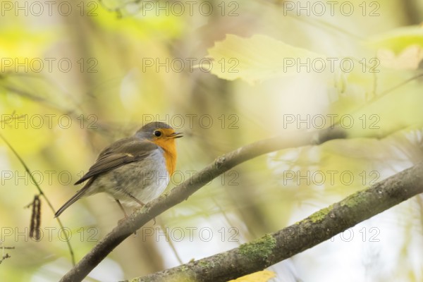 Robin (Erithacus rubecula) on a branch between softly lit autumn leaves in a natural environment, Hesse, Germany