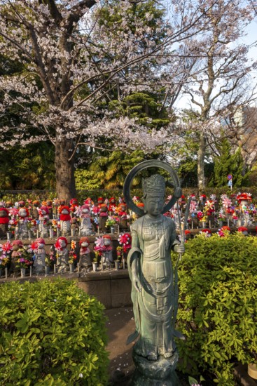 Jizo statues with red crocheted caps, guardian deities for deceased children, Unborn Children Garden, Zojoji temple, Buddhist temple complex, cherry blossom, Tokyo, Japan