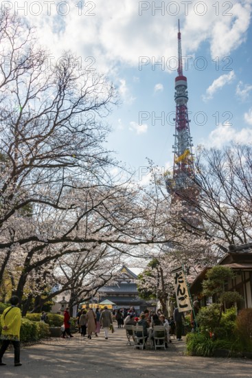 Buddhist temple complex Zojo-ji Temple and Tokyo Tower, cherry blossom in spring, Tokyo, Japan