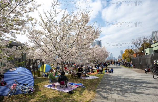 Japanese people in a park under cherry blossoms, Hanami Festival, Tokyo, Japan