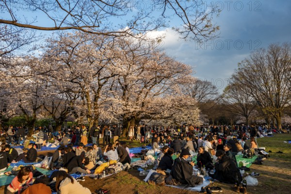 Japanese people picnicking under cherry blossoms in Yoyogi Park, in the evening light, Hanami Festival, Shibuya District, Tokyo, Japan