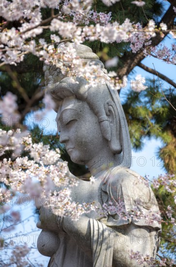 Cherry blossoms and Buddha figure, Tokyo, Japan
