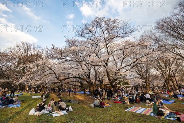 Japanese people picnicking under cherry blossoms in Yoyogi Park at Hanami Festival, Shibuya District, Tokyo, Japan