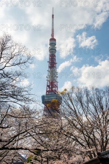Blooming cherry trees in front of Tokyo Tower, Tokyo, Japan