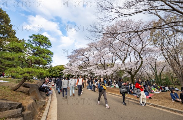 Visitors walking through the park under cherry blossoms, Yoyogi Park, Hanami Festival, Shibuya District, Shibuya District, Tokyo, Japan