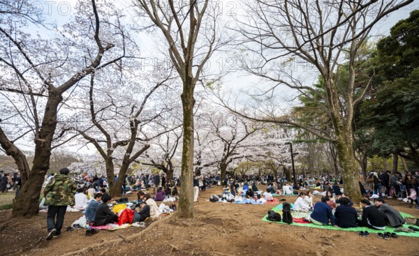 Japanese people picnicking under cherry blossoms in Yoyogi Park, Hanami Festival, Shibuya District, Tokyo, Japan