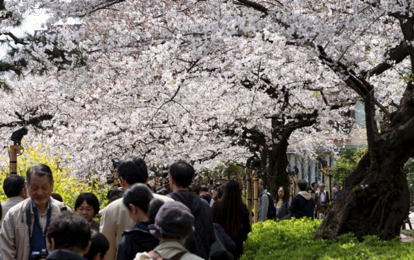 People walking under blooming cherry trees, Japanese cherry blossoms in spring, Hanami Festival, Chidorigafuchi Green Way, Tokyo, Japan