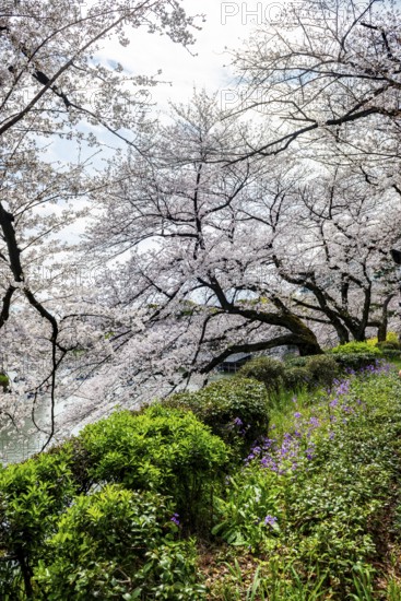 Blooming cherry trees on the shore, Japanese cherry blossoms in spring, Hanami Festival, Chidorigafuchi Green Way, Tokyo, Japan