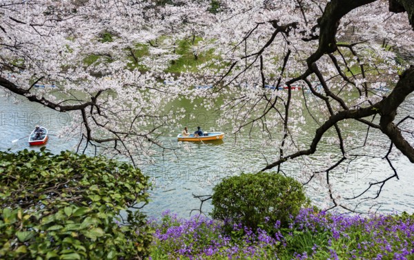 Blooming cherry trees on the banks of Chidorigafuchi Canal, Japanese cherry blossoms in spring, Hanami Festival, Chidorigafuchi Green Way, Tokyo, Japan