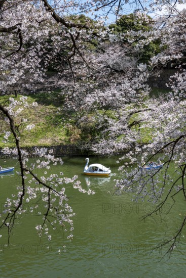 Chidorigafuchi Canal with rowing boats, blooming cherry trees on the shore, castle moat, Japanese cherry blossom in spring, Hanami festival, Chidorigafuchi Green Way, Tokyo, Japan