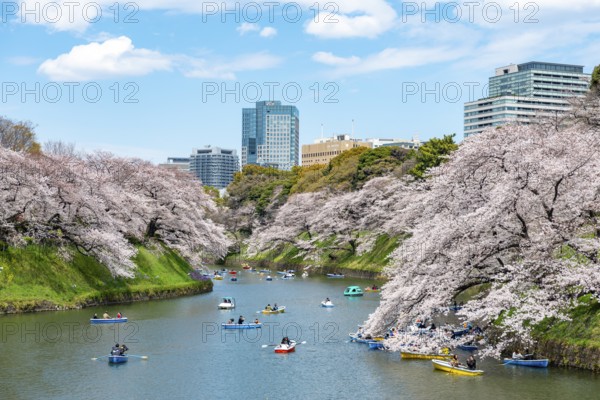 Chidorigafuchi Canal with rowing boats, blooming cherry trees on the shore, castle moat, Japanese cherry blossom in spring, Hanami festival, Chidorigafuchi Green Way, Tokyo, Japan