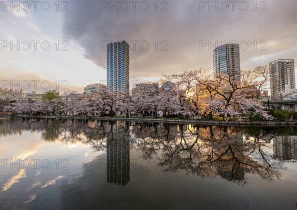 Skyscrapers reflected in lake at sunset, Shinobazu pond, lakeside cherry blossoms in spring, Hanami Festival, Ueno Park, Taito City, Tokyo, Japan