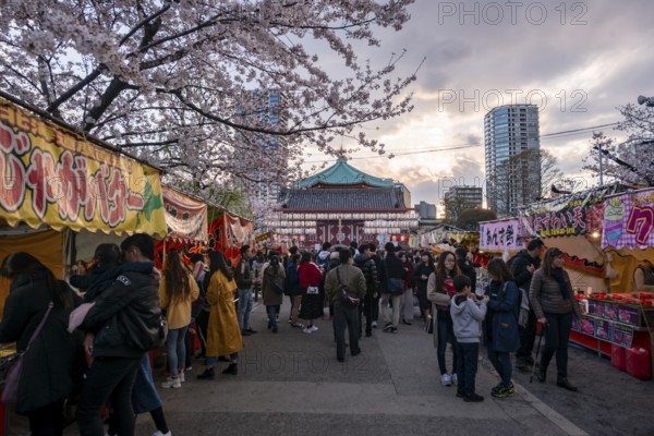 Food stalls with Japanese food, cherry blossom in spring, Hanami Festival, Ueno Park, Taito City, Tokyo, Japan