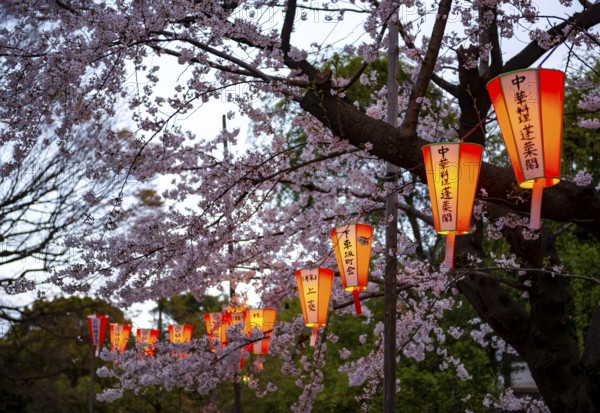 Blooming cherry trees and illuminated lanterns with Japanese writing in the evening, Hanami festival in spring, Ueno Park, Tokyo, Japan