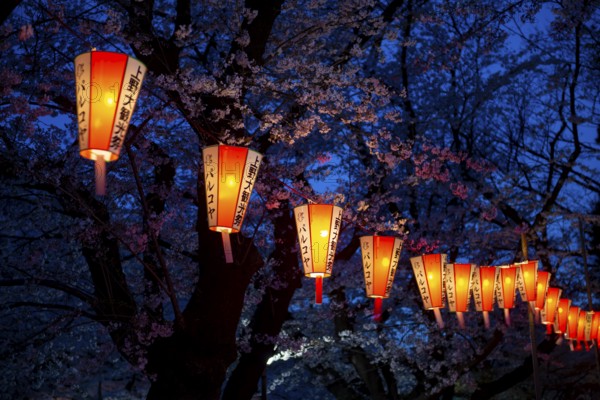 Blooming cherry trees and illuminated lanterns with Japanese lettering in the evening, blue hour, Hanami festival in spring, Ueno Park, Tokyo, Japan