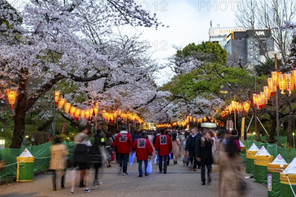 People walking through the park, blooming cherry trees and illuminated lanterns with Japanese lettering in the evening, Hanami festival in spring, long exposure, Ueno Park, Tokyo, Japan