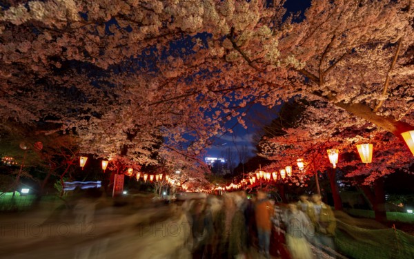 People walking through the park, blooming cherry trees and illuminated lanterns with Japanese lettering in the evening, blue hour, Hanami festival in spring, long exposure, Ueno Park, Tokyo, Japan