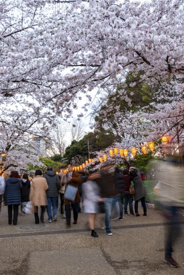 People walking through the park, blooming cherry trees and illuminated lanterns with Japanese lettering in the evening, Hanami festival in spring, long exposure, Ueno Park, Tokyo, Japan